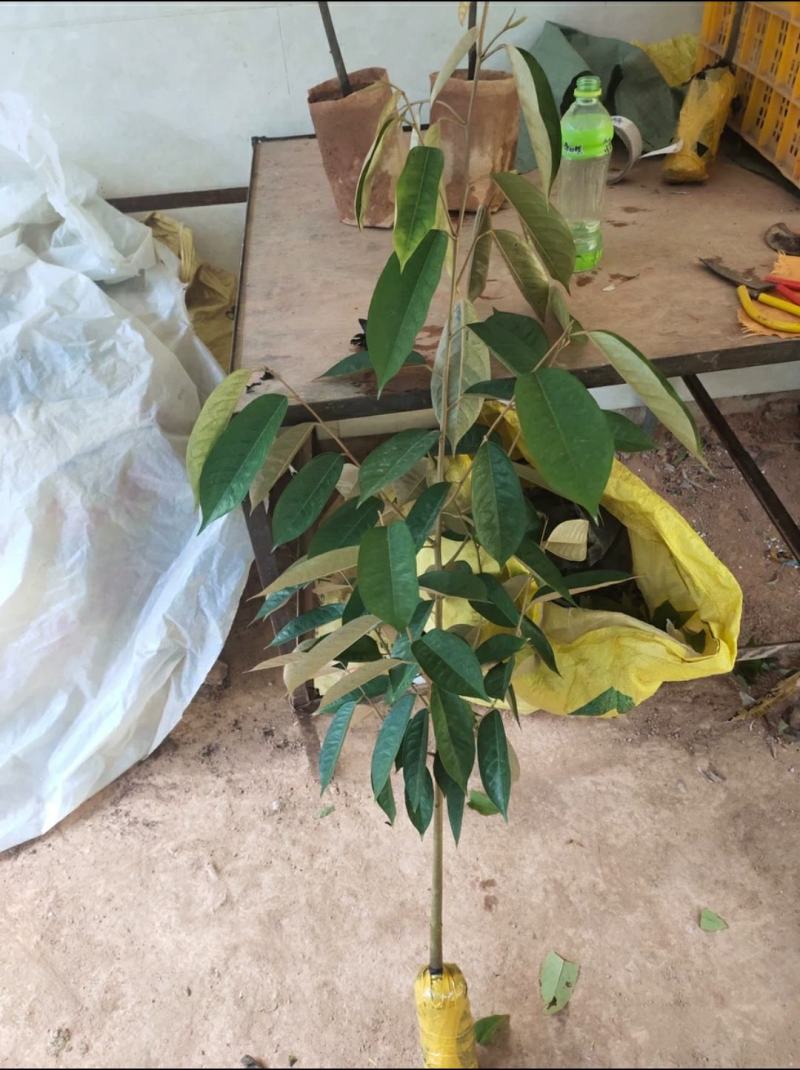 榴莲苗榴莲树苗大苗金枕榴莲苗猫山王榴莲苗都有大苗