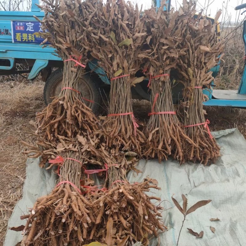 麻栎小苗橡树小苗栎树小苗批发供应