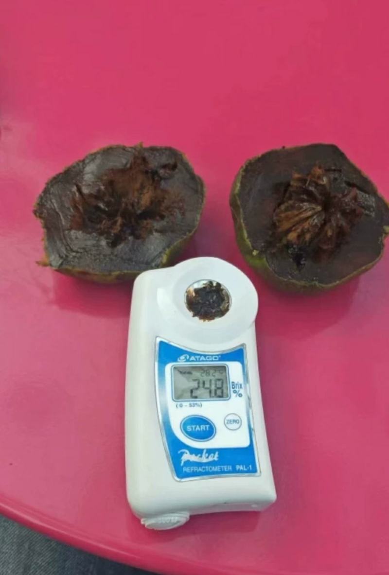 巧克力黑柿苗，果苗感兴趣的话可以联系我