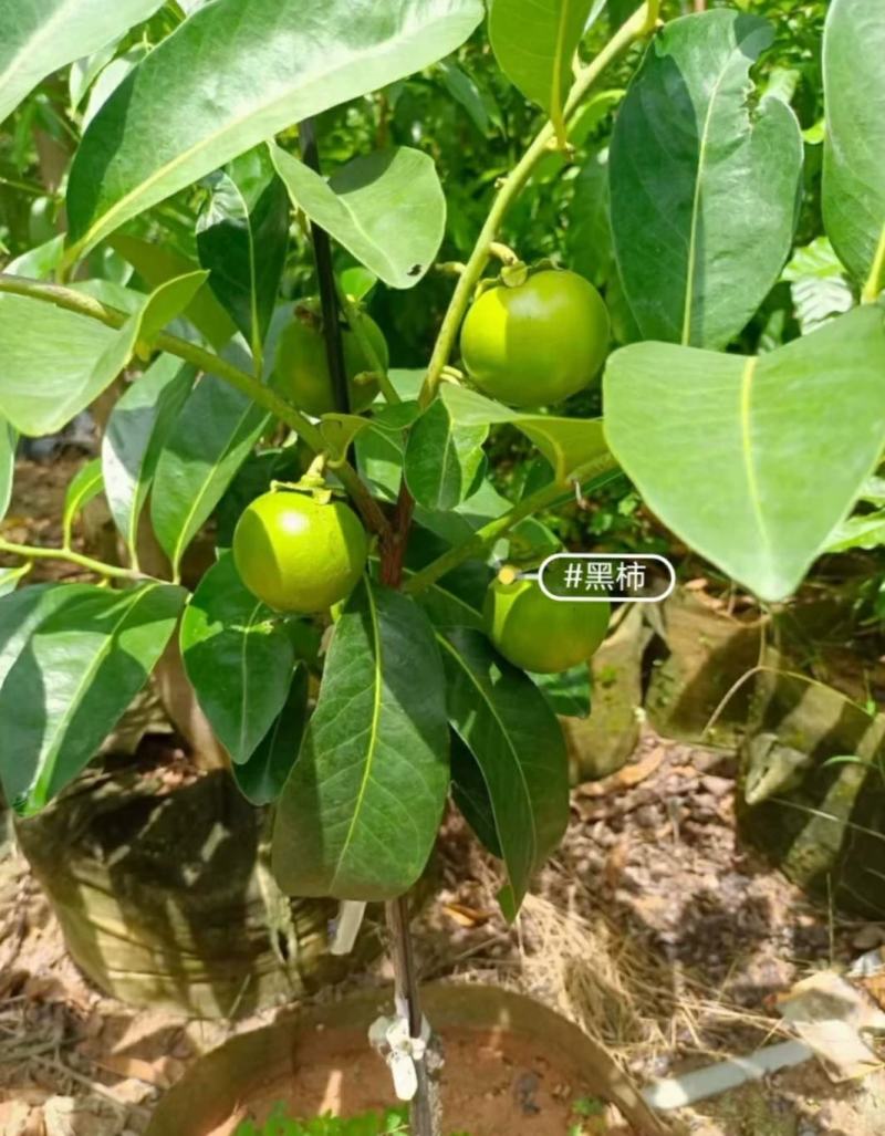 巧克力黑柿苗，果苗感兴趣的话可以联系我