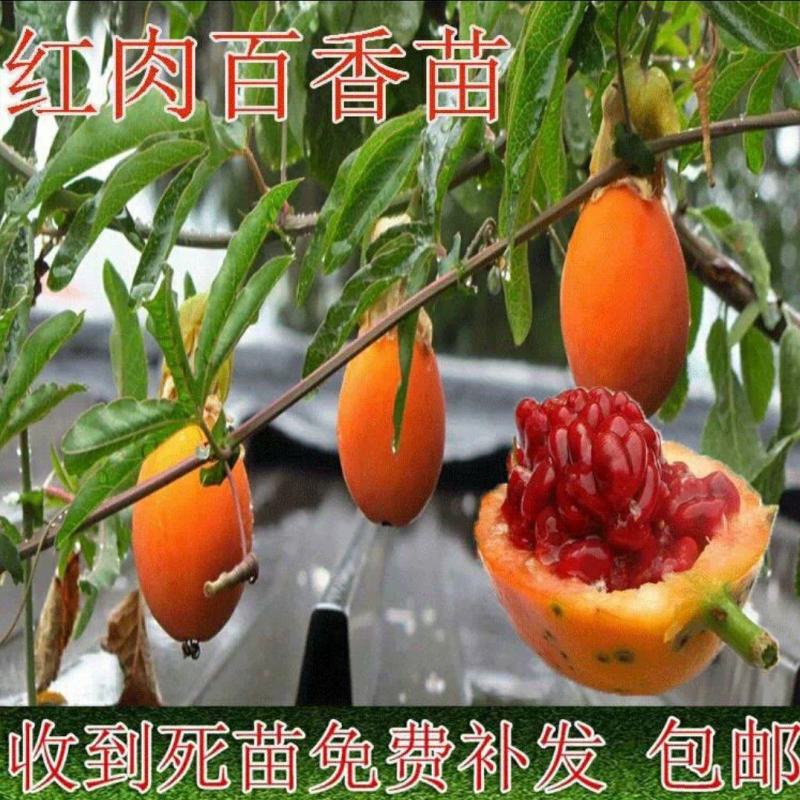 新品种红肉蓝冠百香果苗树苗香蕉百香果苗绿皮百香果苗香