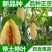 新品种红肉蓝冠百香果苗树苗香蕉百香果苗绿皮百香果苗香