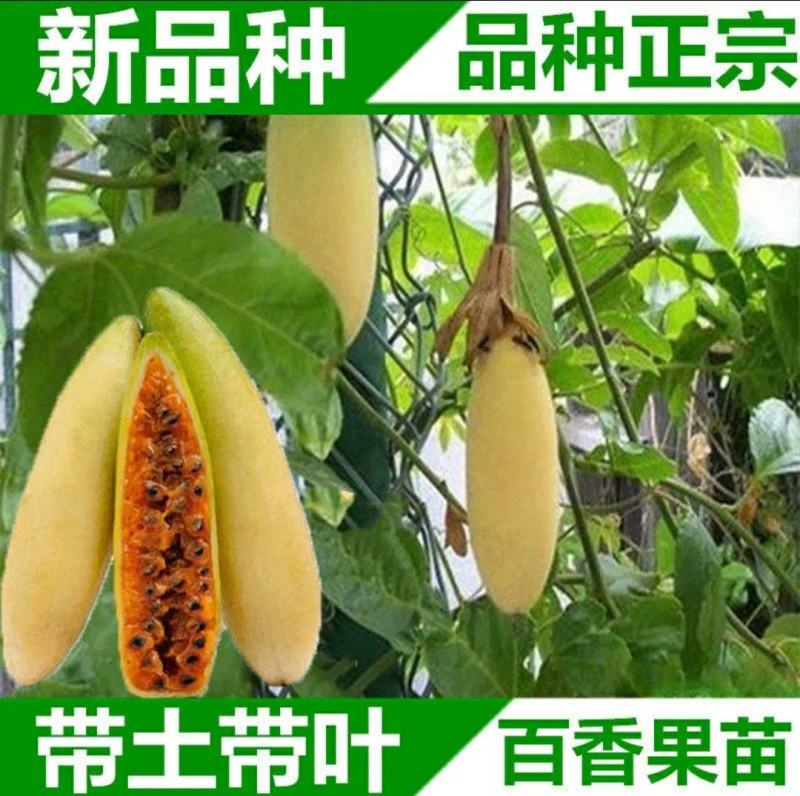 新品种红肉蓝冠百香果苗树苗香蕉百香果苗绿皮百香果苗香