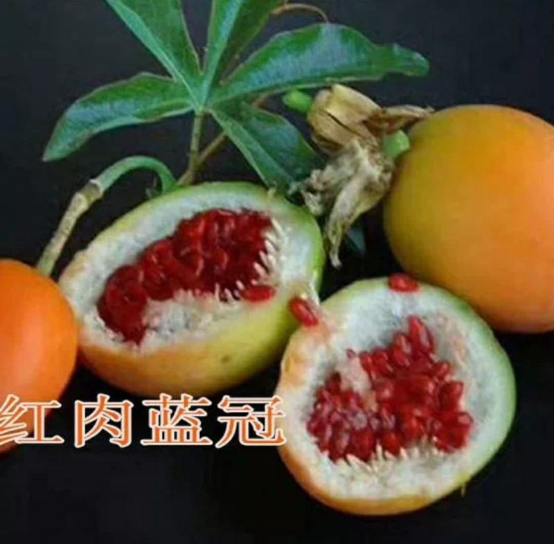 新品种红肉蓝冠百香果苗树苗香蕉百香果苗绿皮百香果苗香