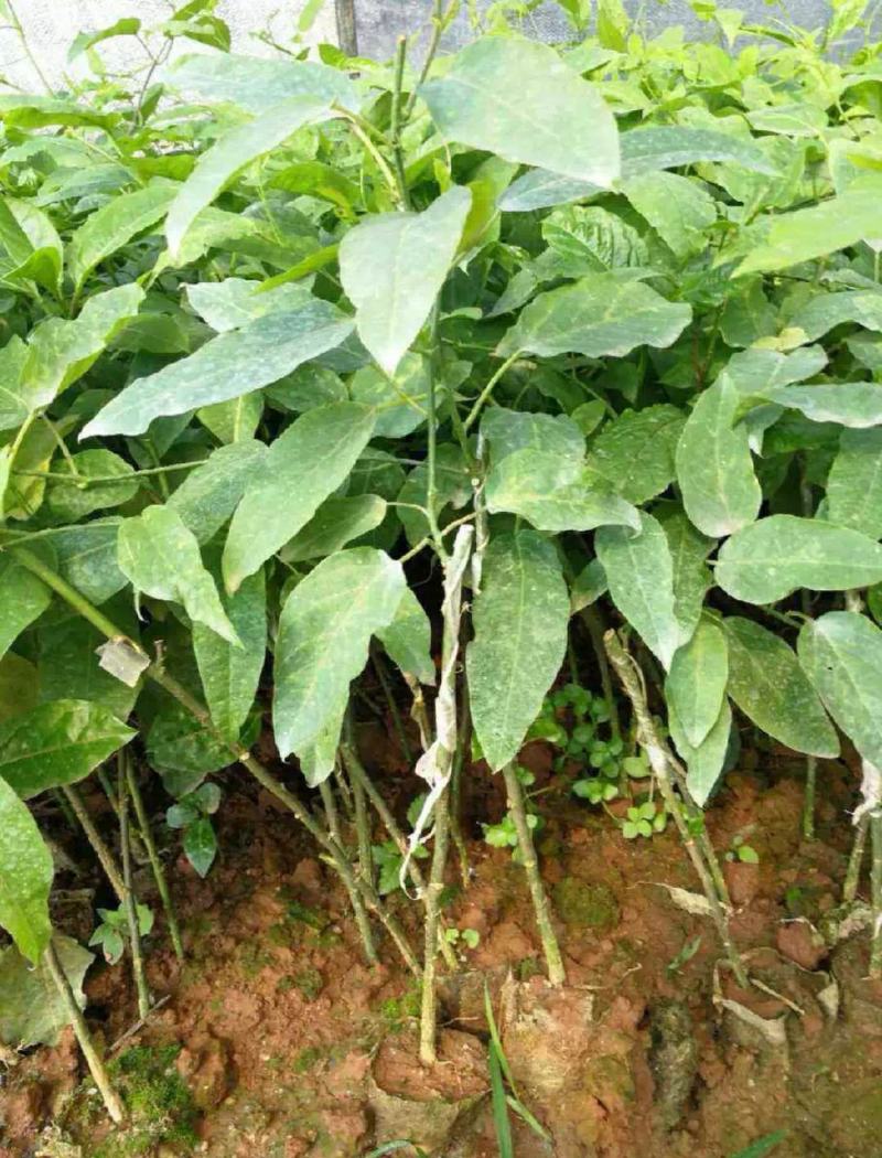 新品种红肉蓝冠百香果苗树苗香蕉百香果苗绿皮百香果苗香