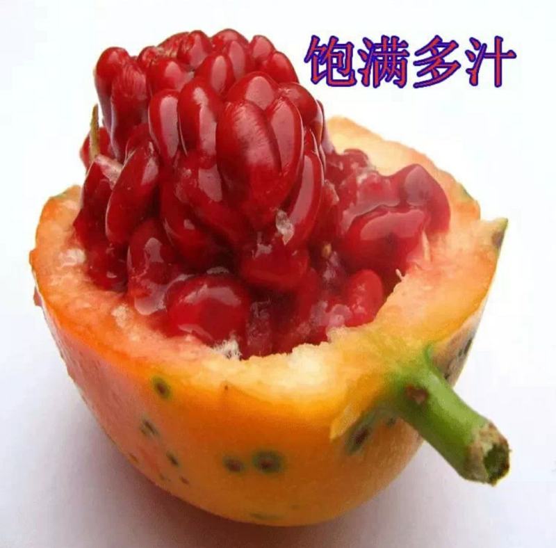 新品种红肉蓝冠百香果苗树苗香蕉百香果苗绿皮百香果苗香