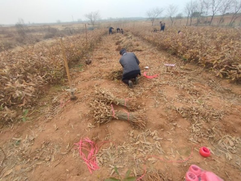 麻栎小苗橡树小苗栎树小苗批发供应