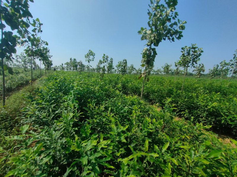 麻栎小苗橡树小苗栎树小苗批发供应