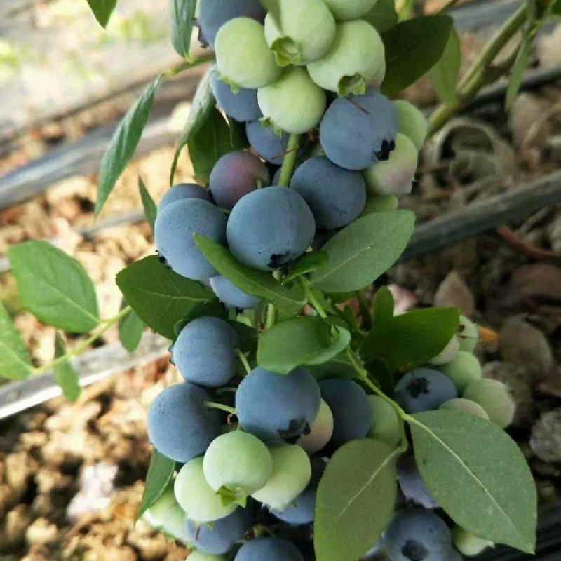 包邮蓝莓树苗南北方种植果树苗盆栽地栽阳台蓝莓苗室内外种植