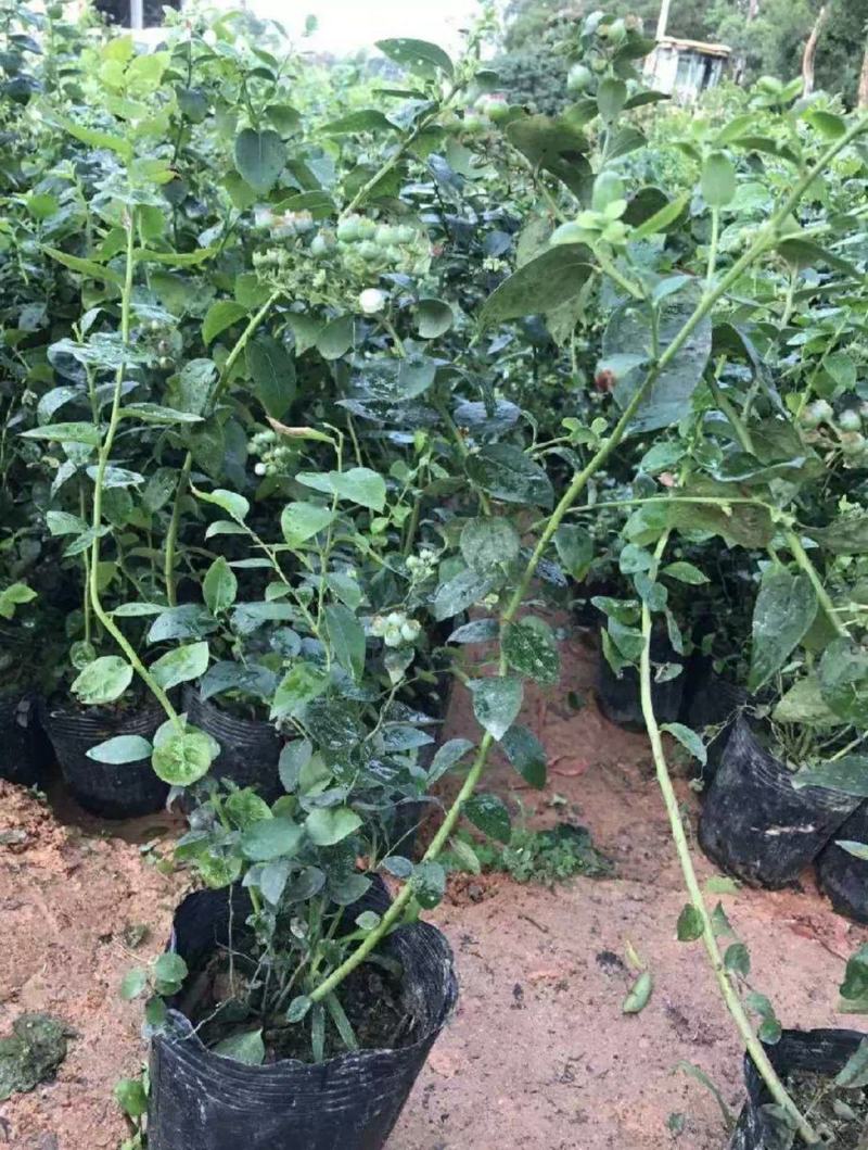 包邮蓝莓树苗南北方种植果树苗盆栽地栽阳台蓝莓苗室内外种植
