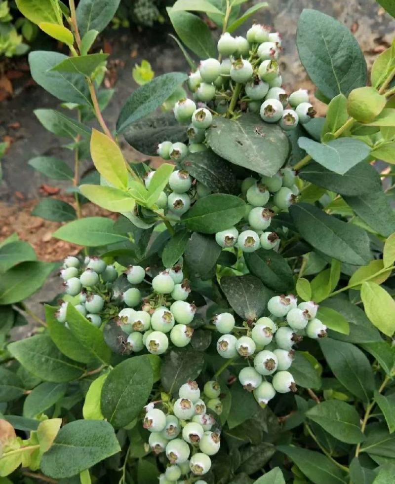 包邮蓝莓树苗南北方种植果树苗盆栽地栽阳台蓝莓苗室内外种植