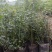 包邮蓝莓树苗南北方种植果树苗盆栽地栽阳台蓝莓苗室内外种植