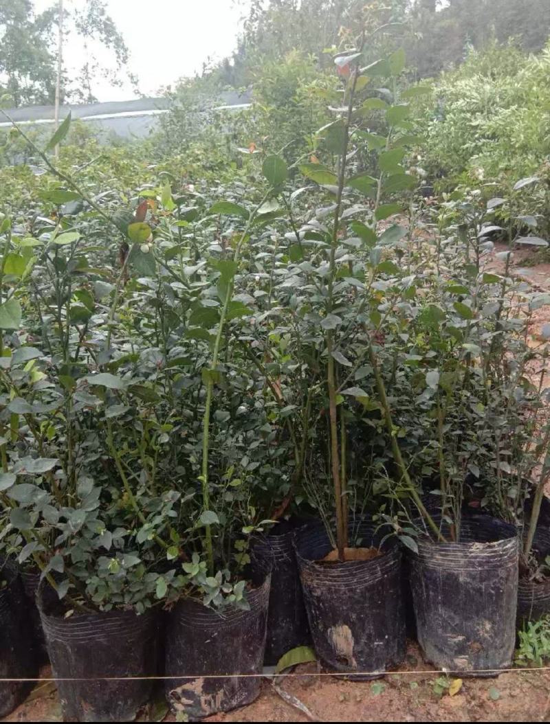 包邮蓝莓树苗南北方种植果树苗盆栽地栽阳台蓝莓苗室内外种植