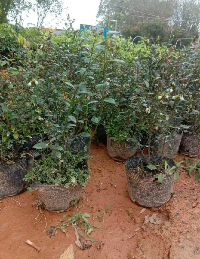 包邮蓝莓树苗南北方种植果树苗盆栽地栽阳台蓝莓苗室内外种植