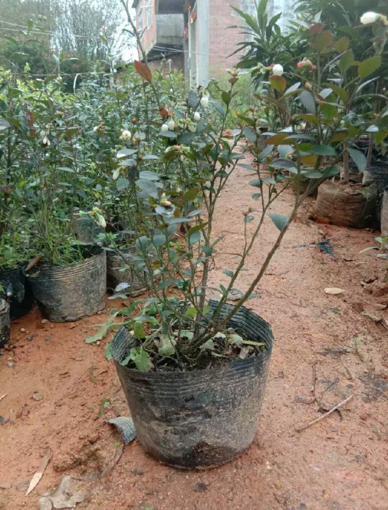 包邮蓝莓树苗南北方种植果树苗盆栽地栽阳台蓝莓苗室内外种植