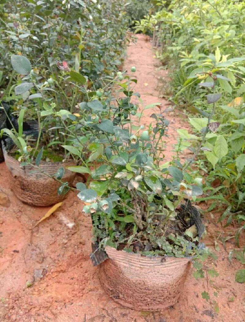 包邮蓝莓树苗南北方种植果树苗盆栽地栽阳台蓝莓苗室内外种植