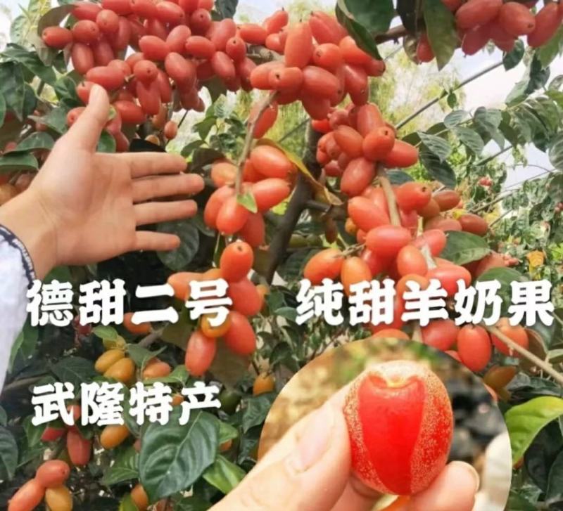 羊奶果苗德甜二号胡颓子苗纯甜羊奶果树苗