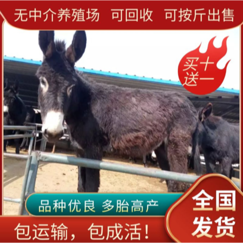 【活驴】便宜啦！优质德州驴苗，200、300斤1800米