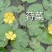 荇菜大量供应无中间商保质保量白洋淀瑞荷水生