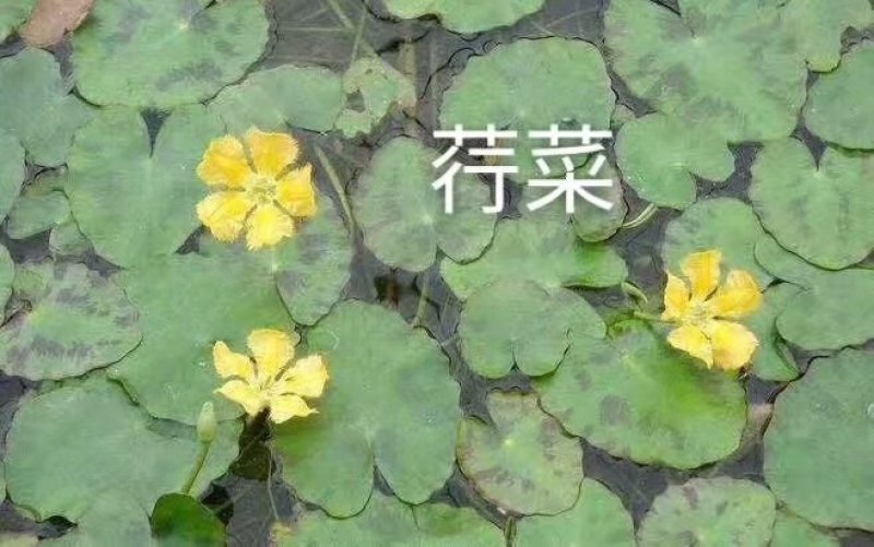 荇菜大量供应无中间商保质保量白洋淀瑞荷水生
