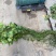 荇菜大量供应无中间商保质保量白洋淀瑞荷水生