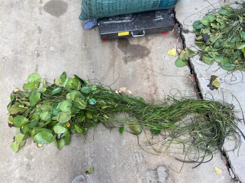 荇菜大量供应无中间商保质保量白洋淀瑞荷水生