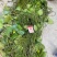 荇菜大量供应无中间商保质保量白洋淀瑞荷水生