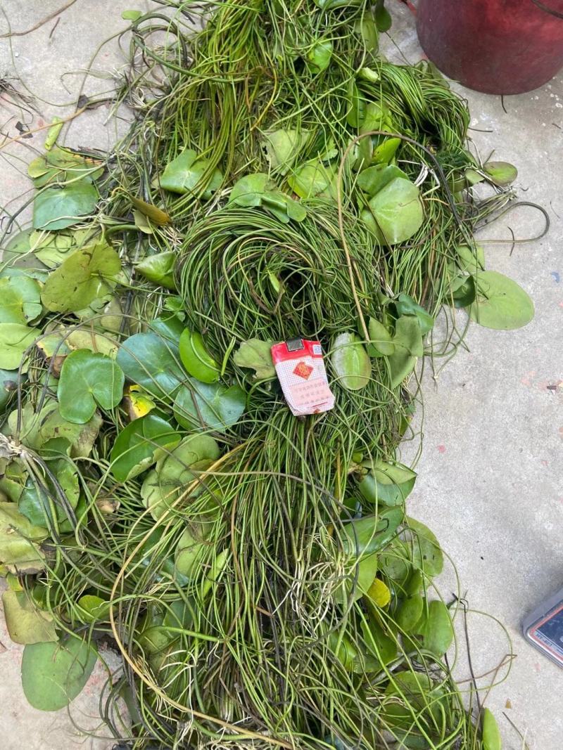 荇菜大量供应无中间商保质保量白洋淀瑞荷水生