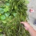荇菜大量供应无中间商保质保量白洋淀瑞荷水生