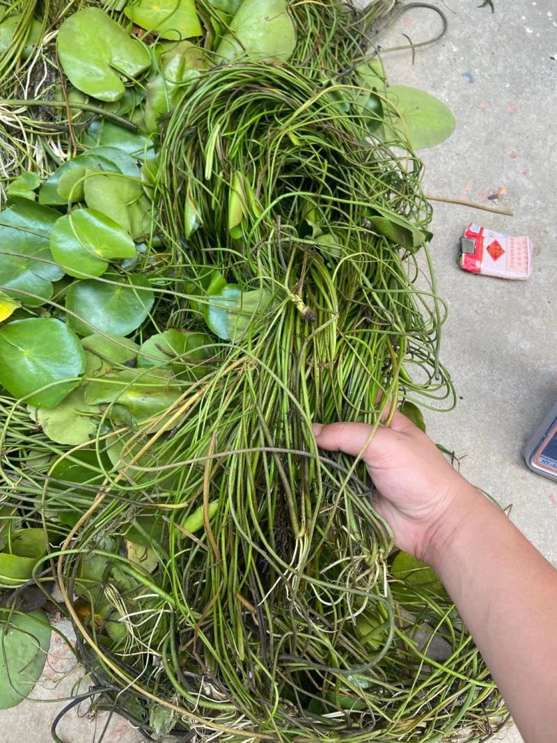 荇菜大量供应无中间商保质保量白洋淀瑞荷水生