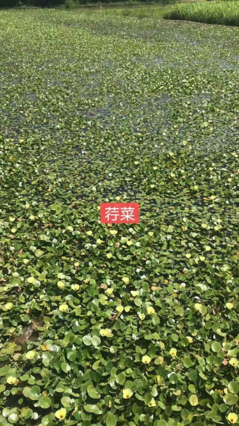 荇菜大量供应无中间商保质保量白洋淀瑞荷水生
