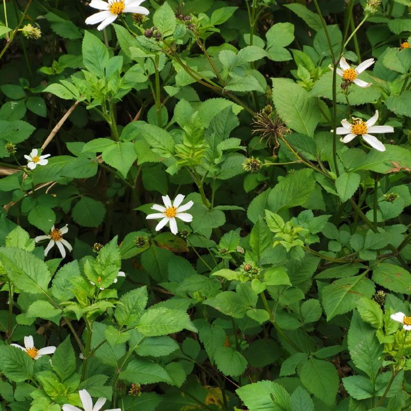 鬼针草鬼钗草/虾钳草/蟹钳草/对叉草/粘人草/粘连子/