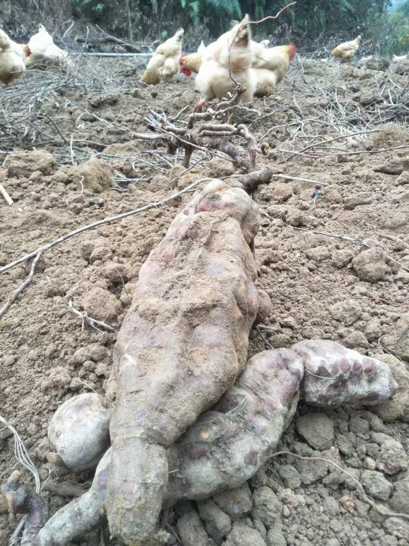 【优选销售】正宗德庆何首乌可批发零售一件代产地直发