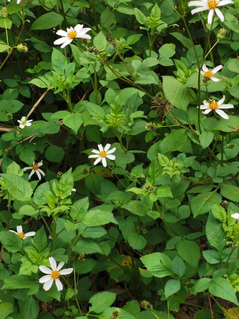 鬼针草鬼钗草/虾钳草/蟹钳草/对叉草/粘人草/粘连子/