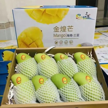 海南金煌芒