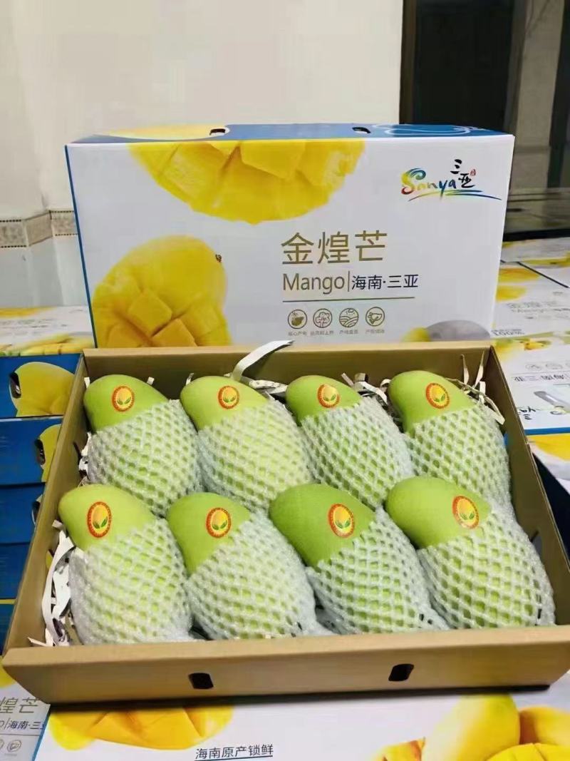 海南金煌芒