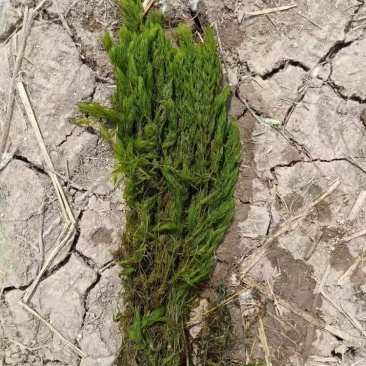 金鱼藻等各种沉水植物种植净化水质瑞荷水生