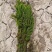 金鱼藻等各种沉水植物种植净化水质瑞荷水生