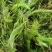 金鱼藻等各种沉水植物种植净化水质瑞荷水生