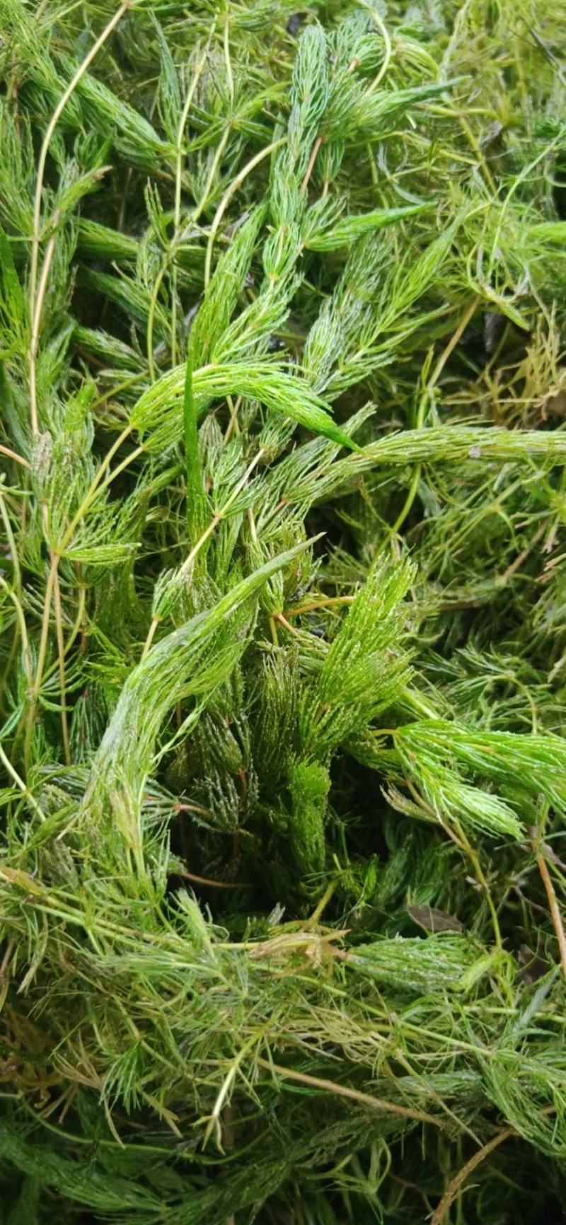 金鱼藻等各种沉水植物种植净化水质瑞荷水生