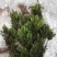 金鱼藻等各种沉水植物种植净化水质瑞荷水生