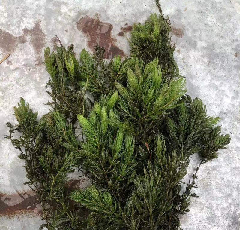 金鱼藻等各种沉水植物种植净化水质瑞荷水生