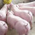 三元仔猪繁育基地、兴旺猪场常年对外出售优良仔猪