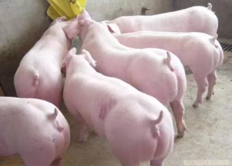 三元仔猪繁育基地、兴旺猪场常年对外出售优良仔猪