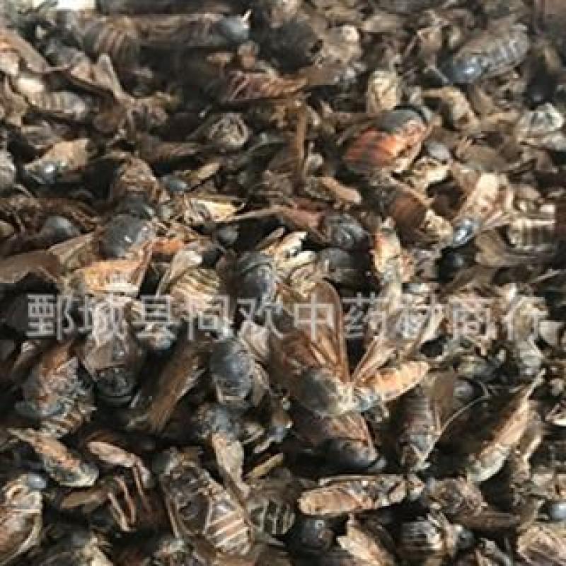 【好统货牛虻虫】@【同欢药材】中药材批发供应