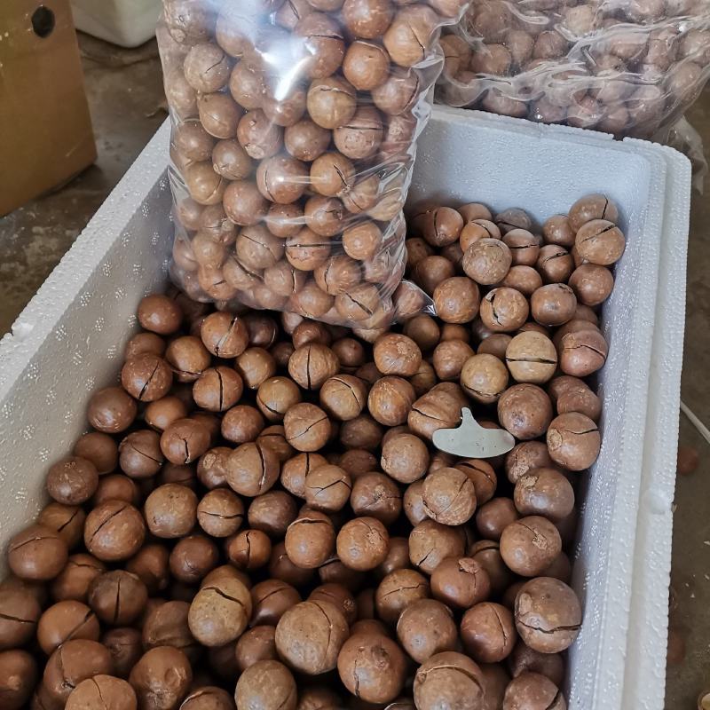 云南农家特产新货夏威夷果澳洲坚果开口原味孕妇坚果零食