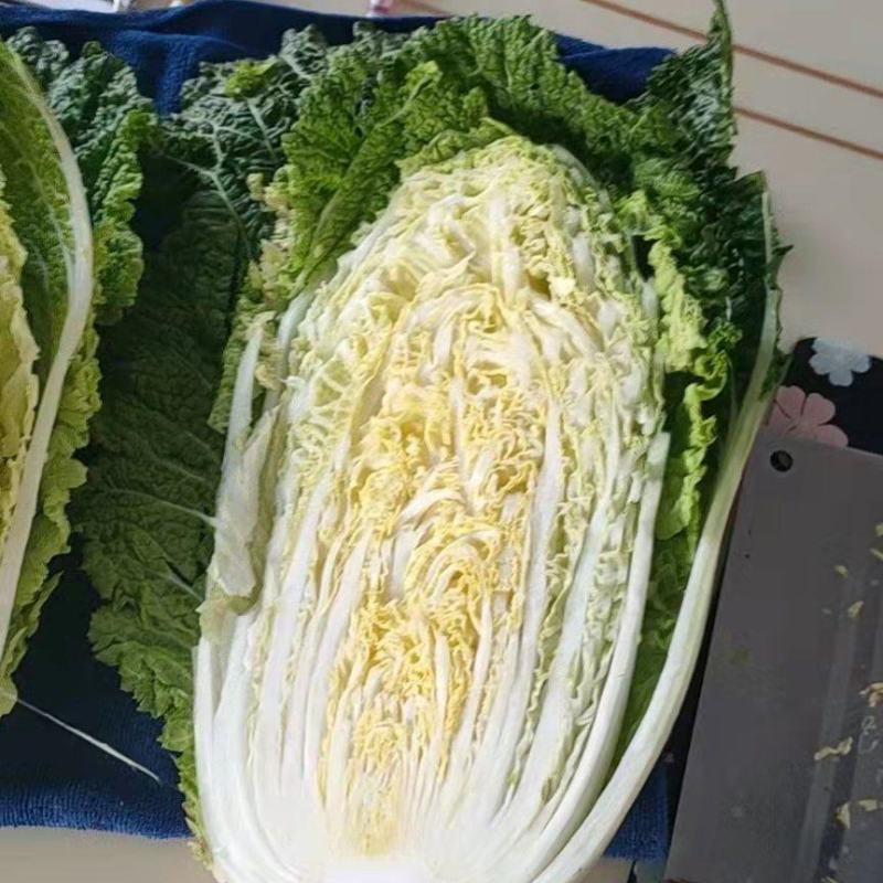 黄心大白菜产地大量销售中，无虫害，无烧心，无起台，包的紧