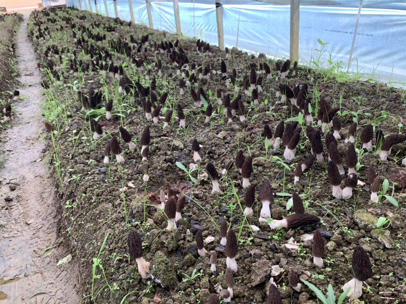 四川省金堂县官仓街道羊肚菌标准化种植基地全景航拍:可见连片钢架大棚群、智能喷灌系统及沱江支流灌溉渠系,背景为龙泉山脉余脉,体现‘山—水—田—棚’立体生态结构 金堂县羊肚菌核心产区卫星航拍图