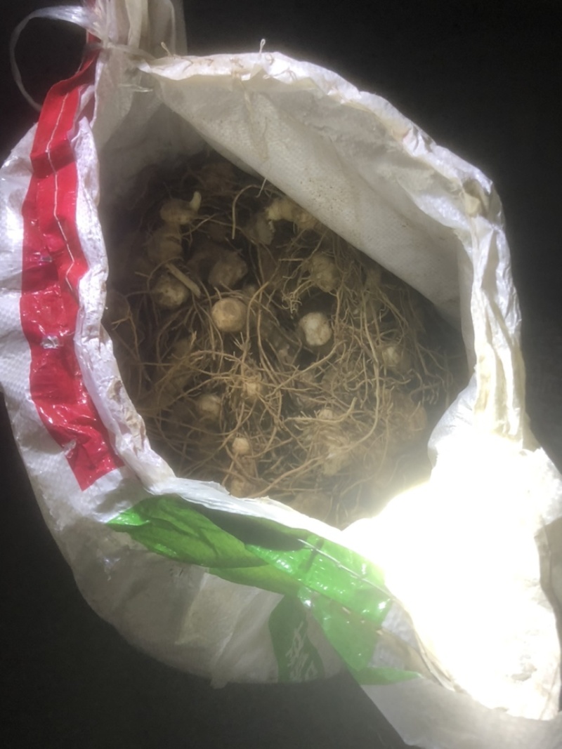 湖北恩施黄精苗甜姜型不倒苗芽头，基地直供，保证出芽，包技术