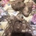 湖北恩施黄精苗甜姜型不倒苗芽头，基地直供，保证出芽，包技术
